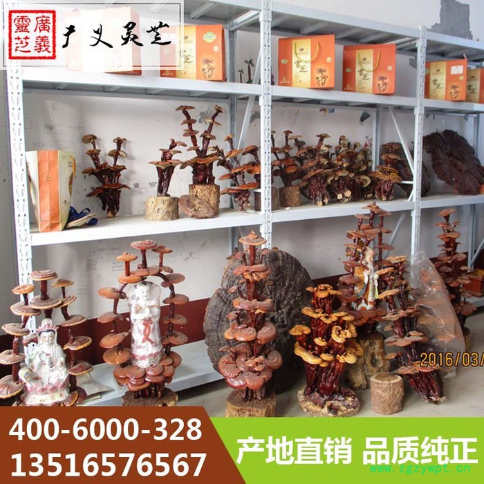 山东**性灵芝盆景图片 灵芝盆景厂家 广义灵芝图2
