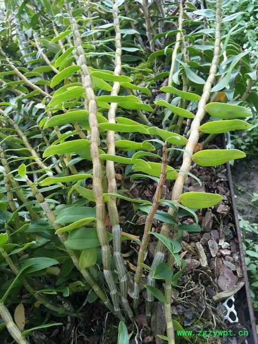 白石山铁皮石斛药材种子、种苗图7