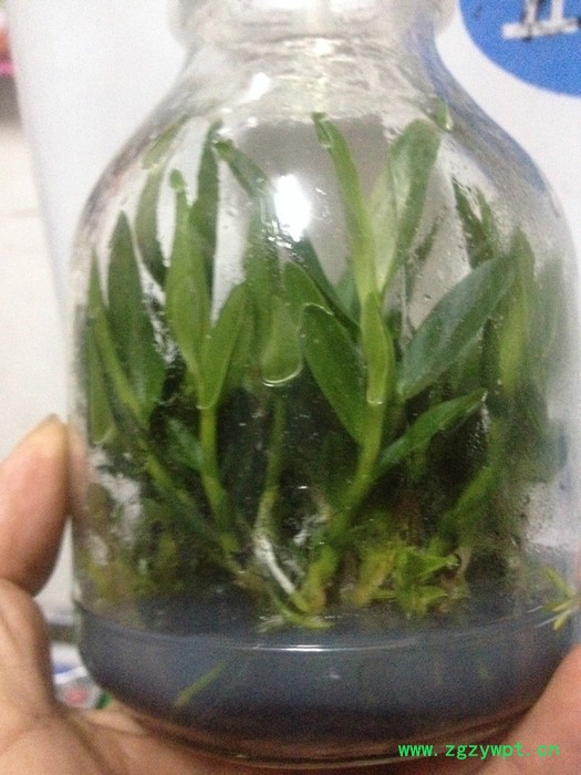 白石山铁皮石斛药材种子、种苗图8