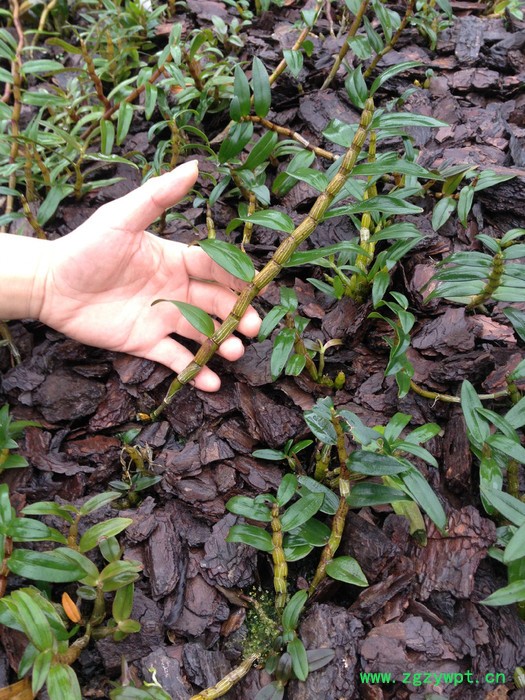 白石山铁皮石斛药材种子、种苗图3