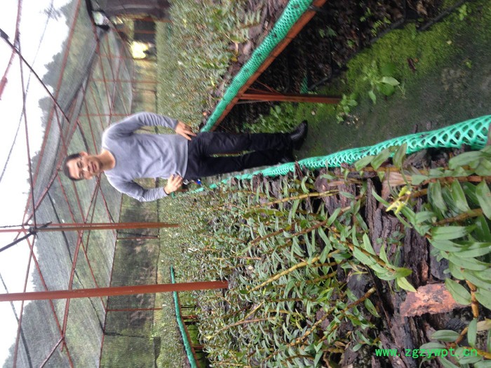 白石山铁皮石斛药材种子、种苗图6