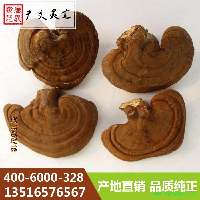 山东**灵芝切片厂家 灵芝菌种批发 广义灵芝图3