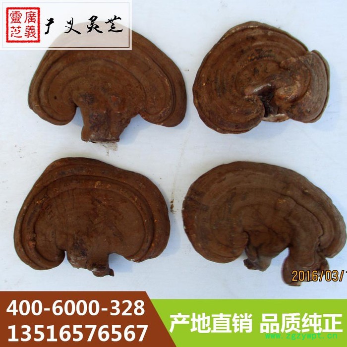 山东**灵芝切片厂家 灵芝菌种批发 广义灵芝图6