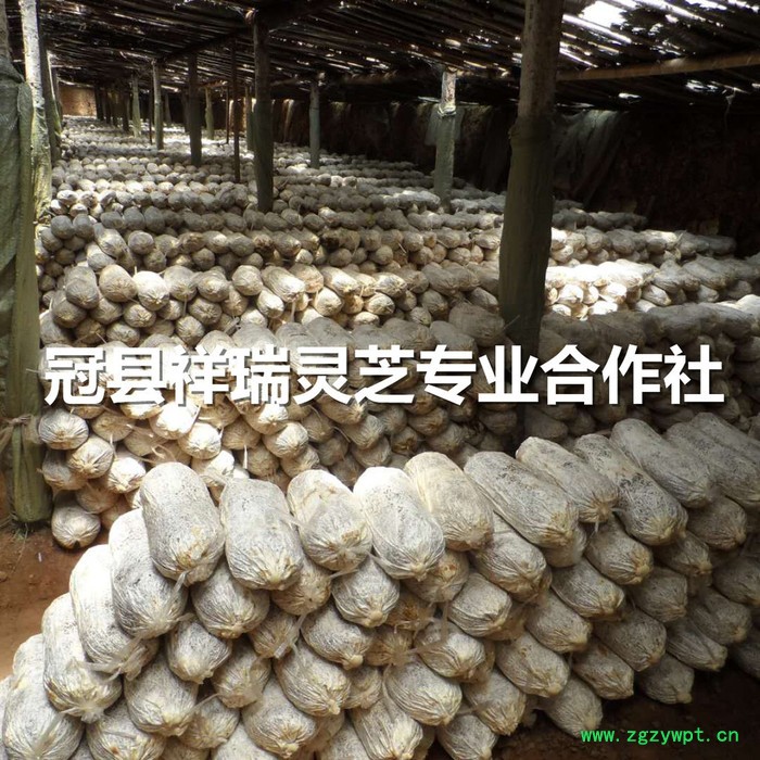 灵芝菌种供应 灵芝菌包批发图3