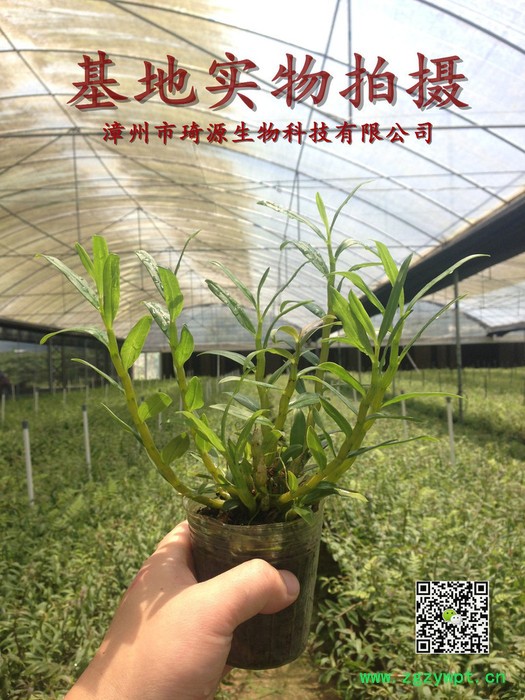 药材种子、种苗、石斛兰、兰花、保健图4