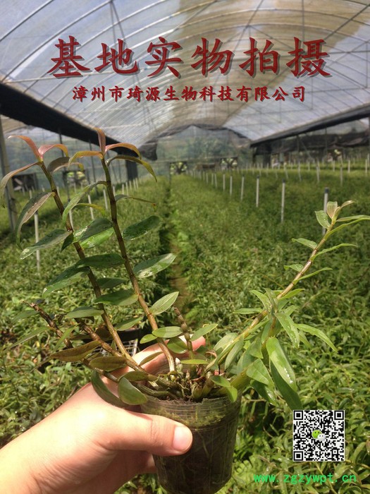 药材种子、种苗、石斛兰、兰花、保健图2