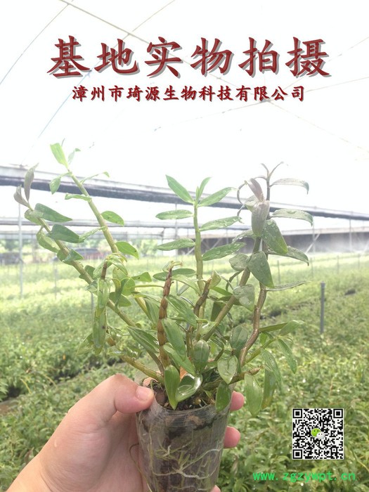 药材种子、种苗、石斛兰、兰花、保健图3