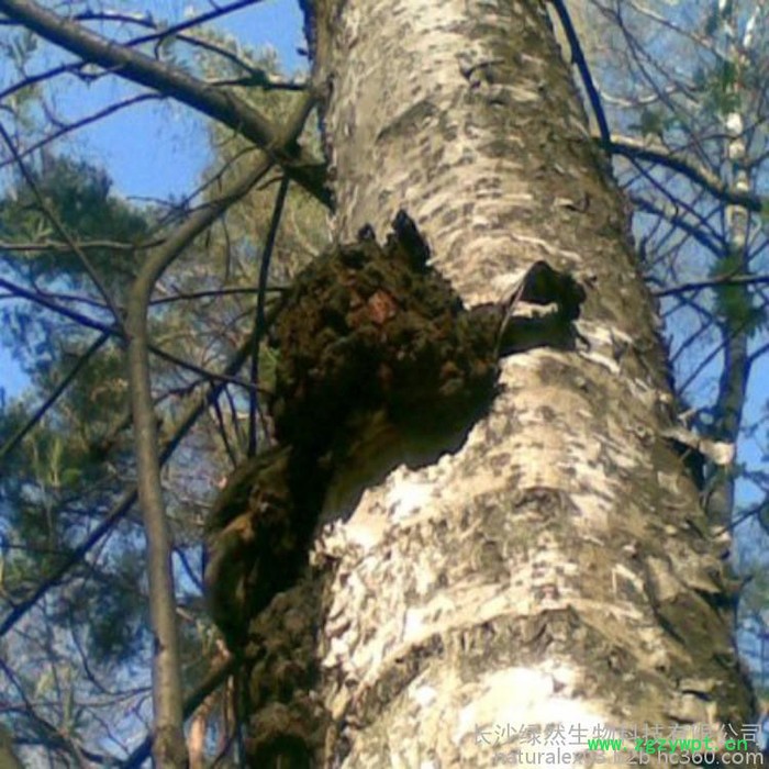 植物提取物厂家供应白桦茸提取物植物提取物图3