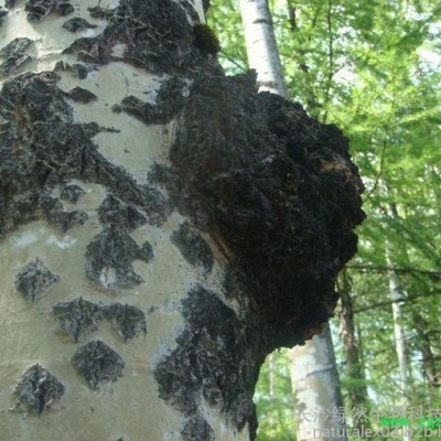 植物提取物厂家供应白桦茸提取物植物提取物