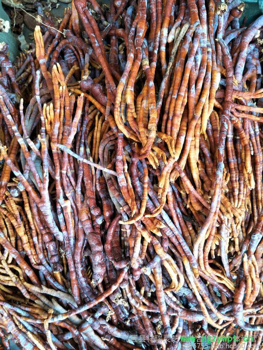 祥瑞 鹿角灵芝 灵芝草供应图3