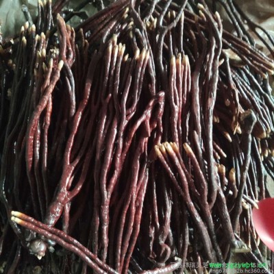 祥瑞 鹿角灵芝 灵芝草供应