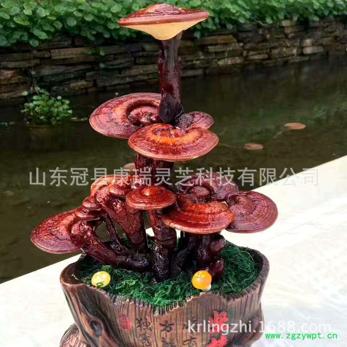 嫁接灵芝盆景 办公室灵芝盆栽 真灵芝 观赏灵芝盆景节日**礼品图3