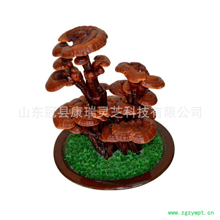 嫁接灵芝盆景 办公室灵芝盆栽 真灵芝 观赏灵芝盆景节日**礼品图2