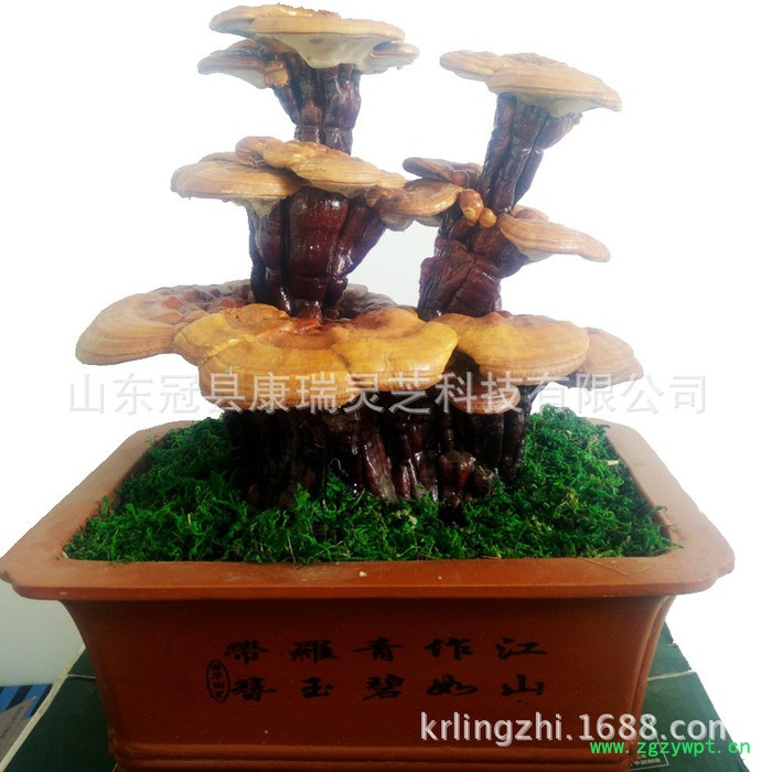 嫁接灵芝盆景 办公室灵芝盆栽 真灵芝 观赏灵芝盆景节日**礼品