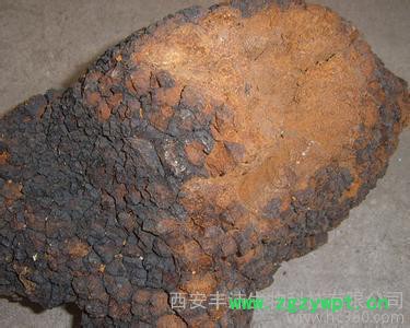 供应丰沛生物FP-0001白桦茸提取物图2