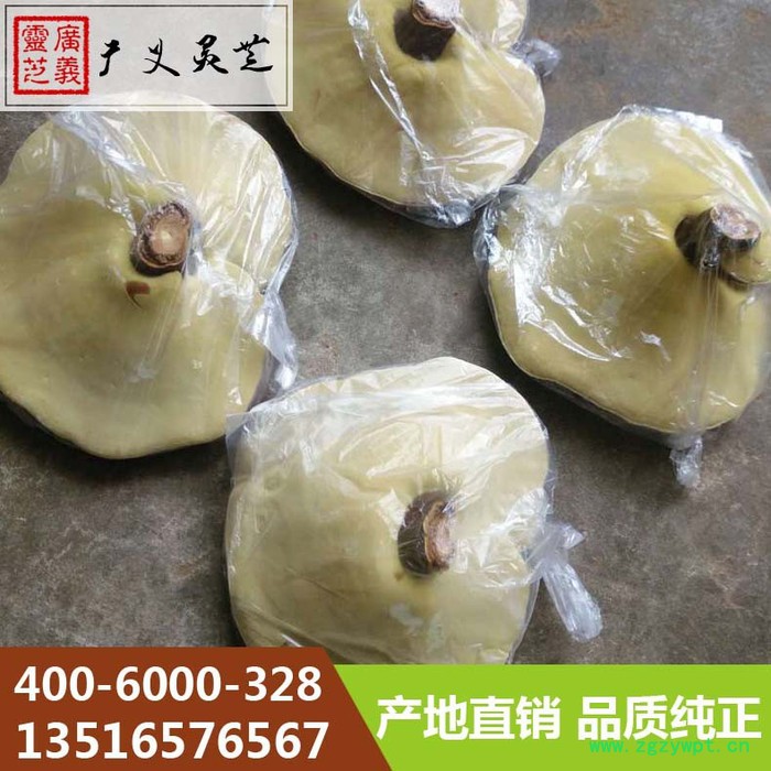山东椴木灵芝价格 段木灵芝厚肉种植厂家 广义灵芝图5