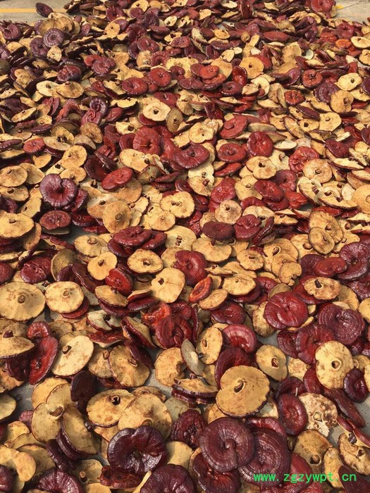 山东椴木灵芝价格 段木灵芝厚肉种植厂家 广义灵芝图3