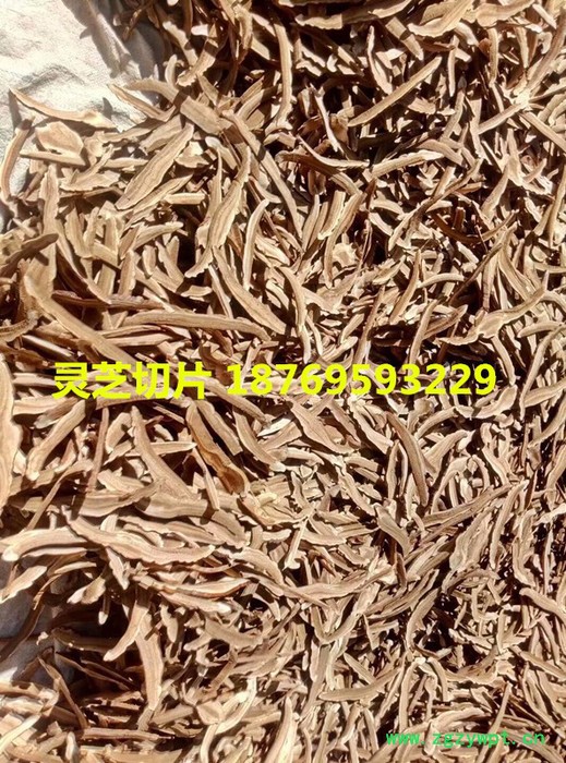 灵芝基地批发零售一级灵芝切片，量大从优图2