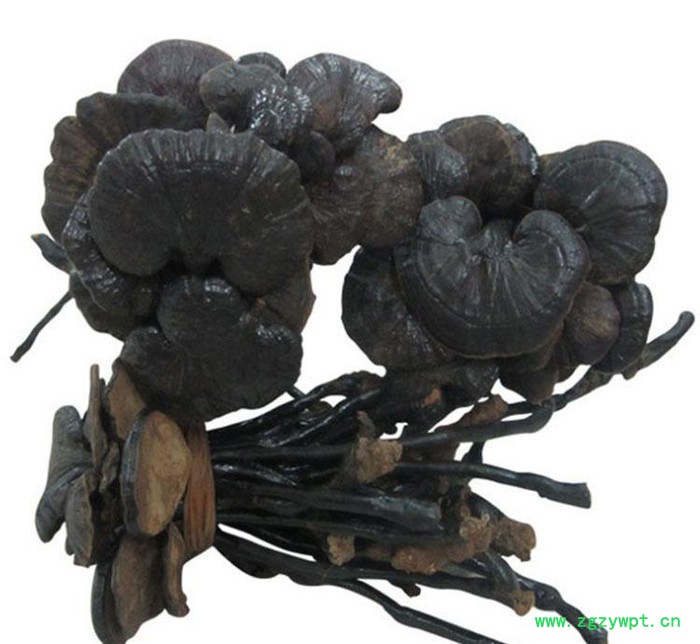 罗氏灵芝**竹灵芝 佛山中药材批量 **祛风驱寒竹灵芝  批发图3