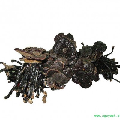 罗氏灵芝**竹灵芝 佛山中药材批量 **祛风驱寒竹灵芝  批发