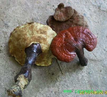 供应青天集04**红灵芝