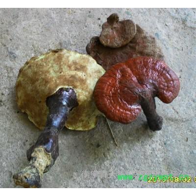 供应青天集04**红灵芝