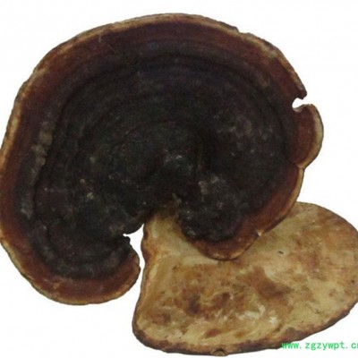 罗氏灵芝生专业经验 小柄无柄赤灵芝 名贵中药灵芝赤芝