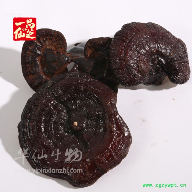 供应一品仙芝40%多糖灵芝提取物--灵芝多糖40％UV图3