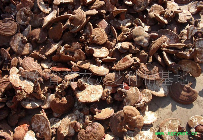 大量出口级赤灵芝