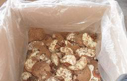 大量出口级赤灵芝图2