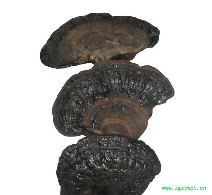 罗氏灵芝大量**灵芝 **紫灵芝 质量可靠 **补品药材灵芝图2