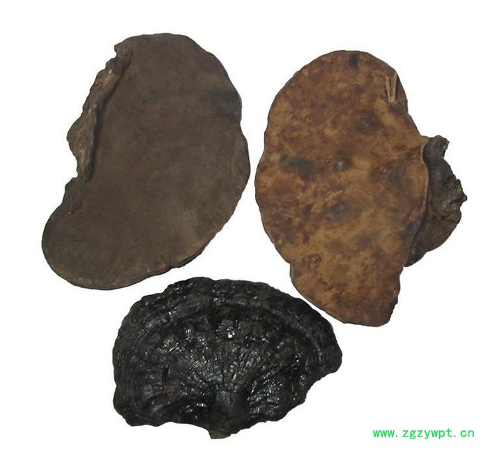 罗氏灵芝大量**灵芝 **紫灵芝 质量可靠 **补品药材灵芝图3