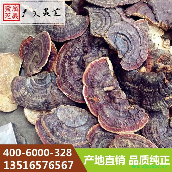 山东无柄灵芝的功效与作用广义灵芝图6