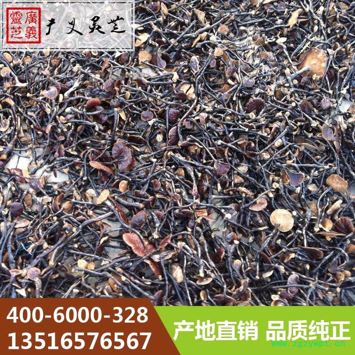 山东无柄灵芝的功效与作用广义灵芝图3