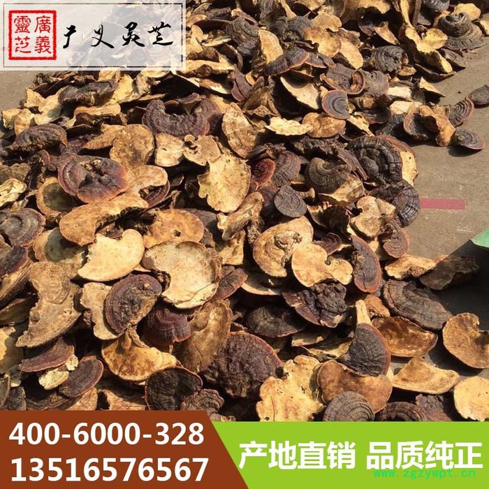 山东无柄灵芝的功效与作用广义灵芝图4