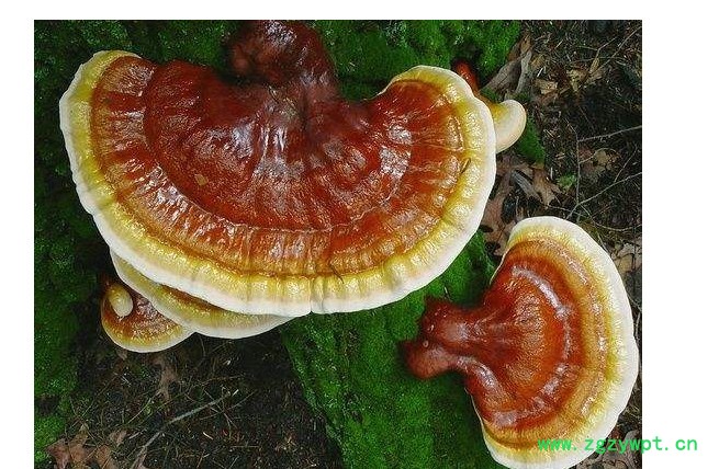 北威 松杉灵芝图3