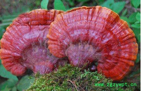 北威 松杉灵芝图2