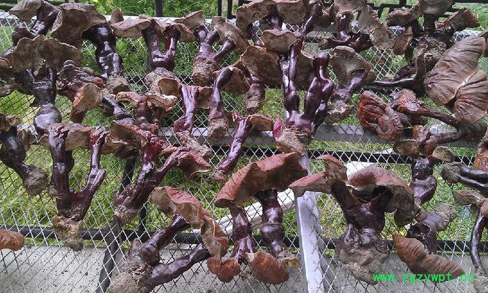 西藏土特产整枝**晒干赤灵芝（白芯灵芝）统货图2