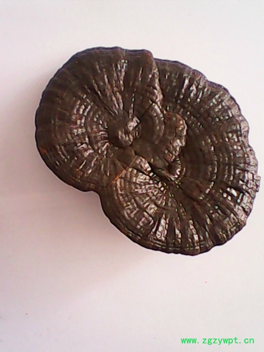 瑞芝堂灵芝切片