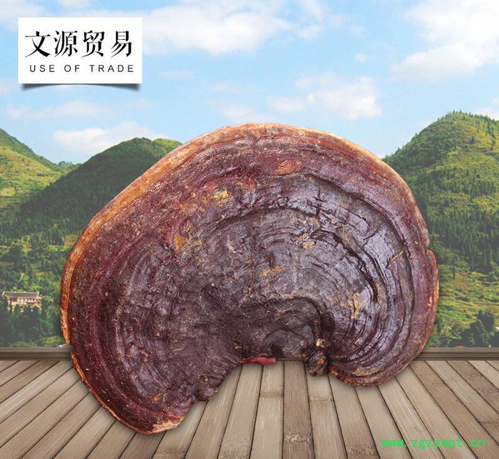 罗氏灵芝 专业经验 小柄无柄赤灵芝  名贵中药灵芝赤芝图3
