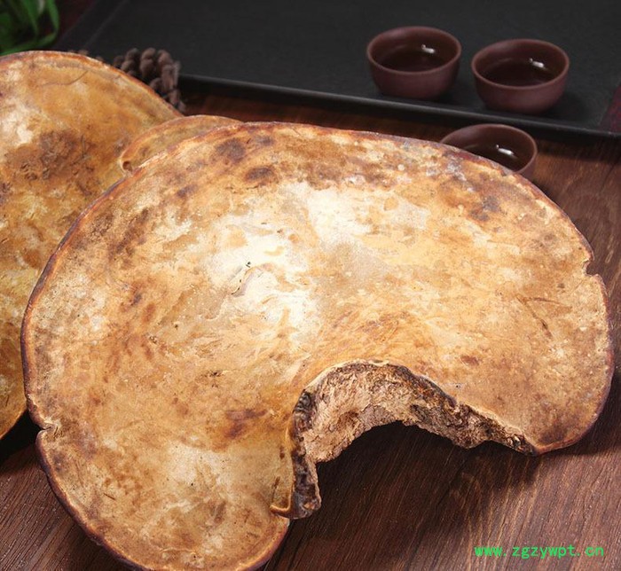 罗氏灵芝 专业经验 小柄无柄赤灵芝  名贵中药灵芝赤芝图2