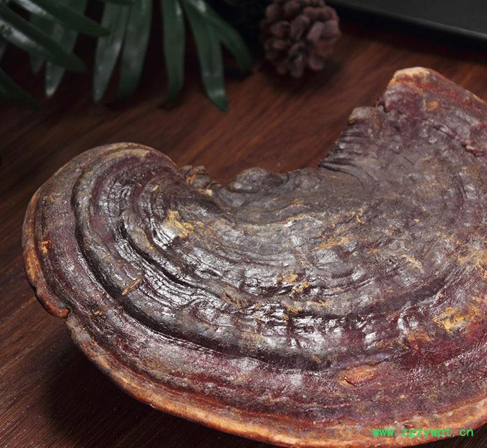 罗氏灵芝 专业经验 小柄无柄赤灵芝  名贵中药灵芝赤芝