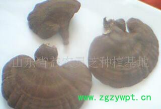 产地直销灵芝，灵芝孢子粉图2