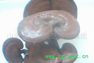 产地直销灵芝，灵芝孢子粉图3