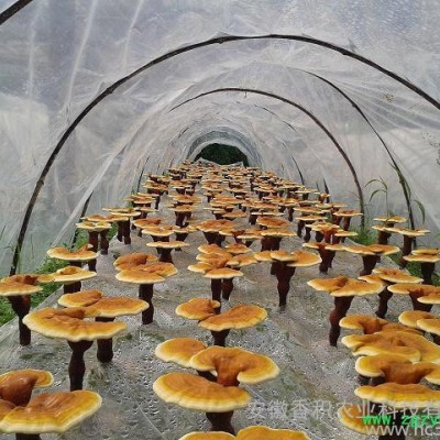 食用菌（灵芝子实体、孢子粉）