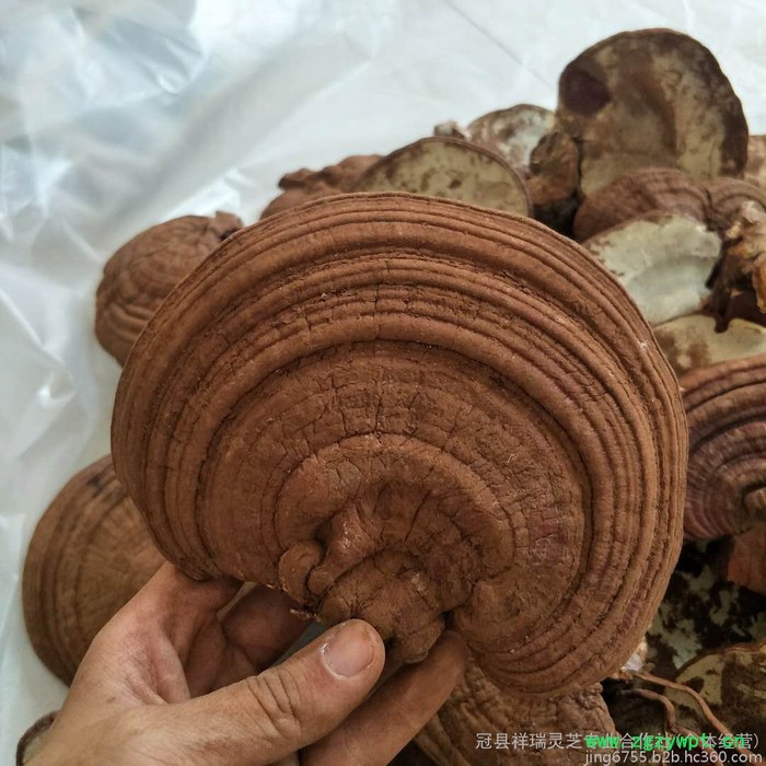 祥瑞 赤灵芝图3