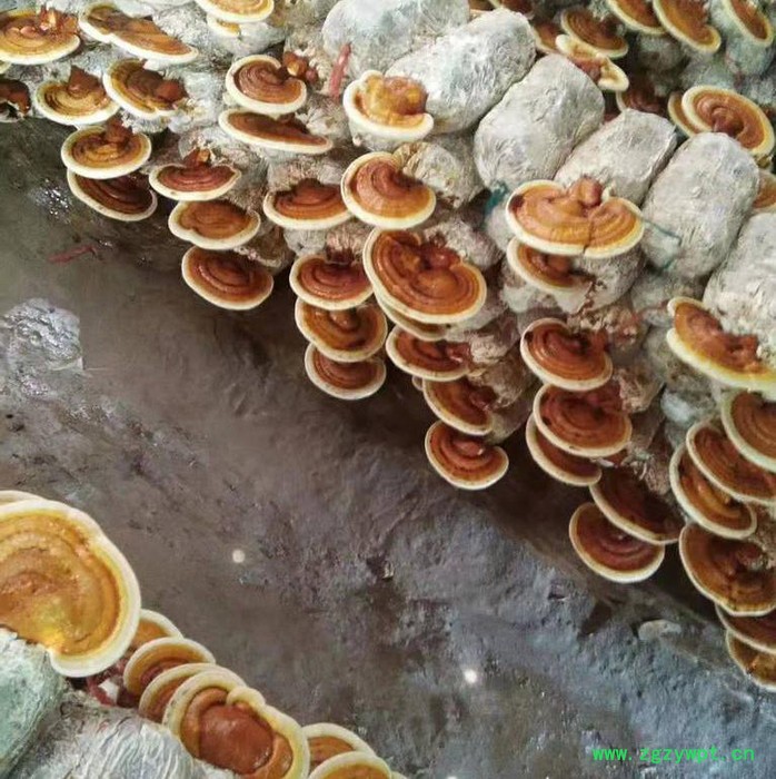 祥瑞 赤灵芝图2