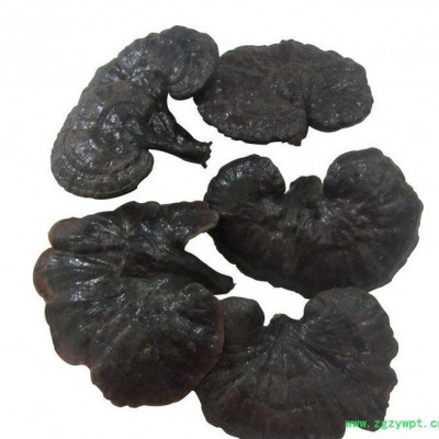 罗氏灵芝 批量竹灵芝叶子 润肤竹灵芝 直销批发中药材