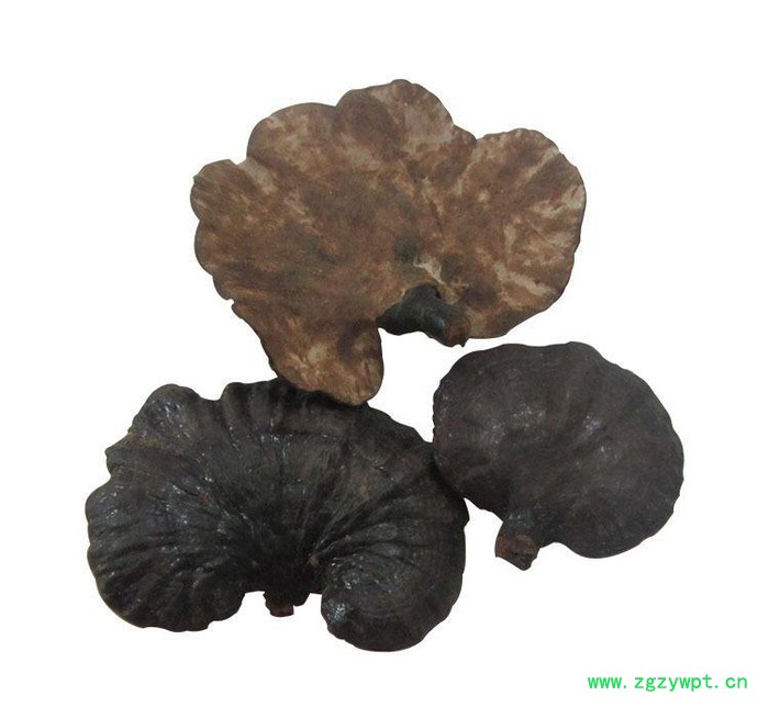 罗氏灵芝 批量竹灵芝叶子 润肤竹灵芝 直销批发中药材图2