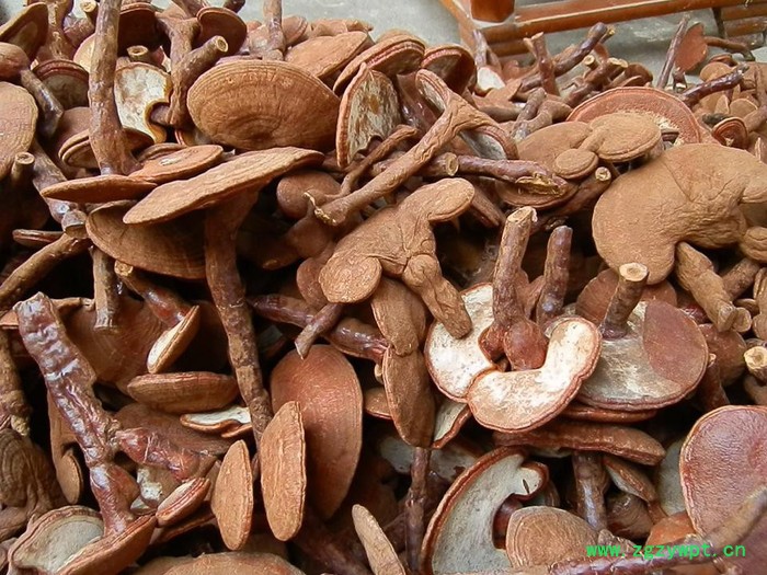 灵芝 带柄灵芝 椴木灵芝